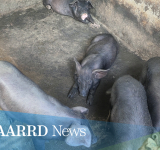 MarSU & DOST-PCAARRD launch Markaduke Breeding Project to boost native pig production